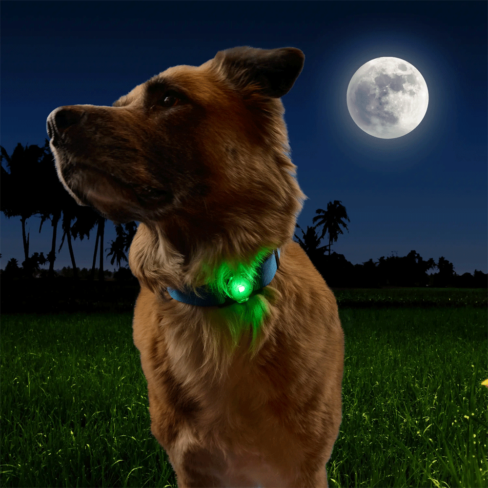 NITE IZE NiteDog Rechargeable Pet Light Disc-O Tech